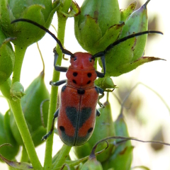 Tetraopes melanurus