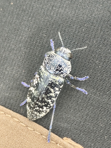 Lampetis drummondi