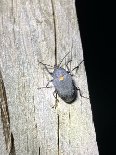 Oblique Polypore Fungus Beetle photo 5