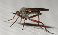Empis spectabilis