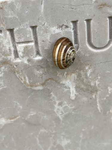White Italian Snail
