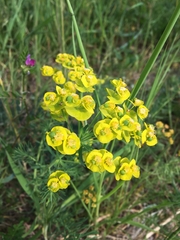 Euphorbia cyparissias