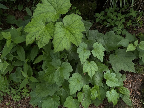 Cimicifuga japonica iNat (3)