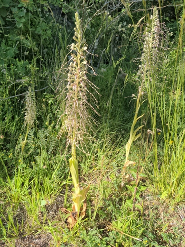 Lizard Orchid