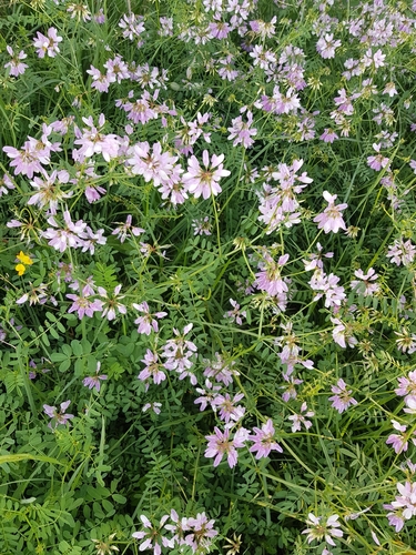 purple crownvetch