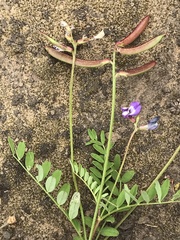 Astragalus leptocarpus