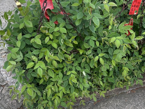 Lespedeza buergeri iNat (2)