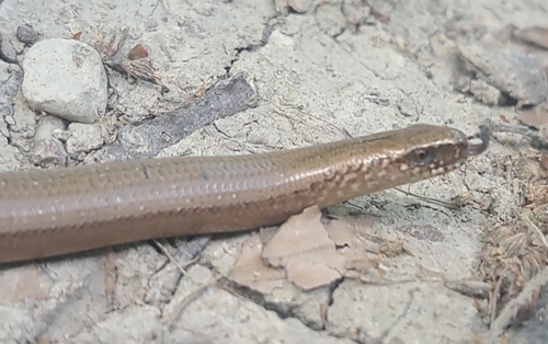 Common Slowworm