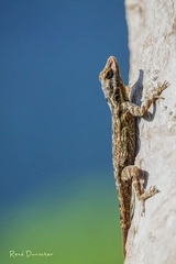 Anolis brevirostris