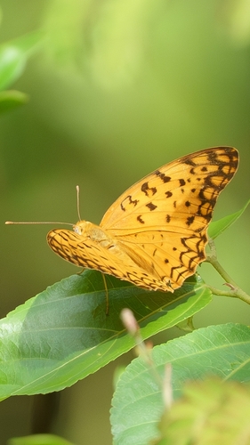 Common Leopard