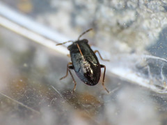 Geocoris ater