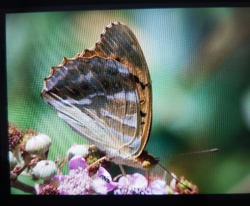 Silver-washed Fritillary