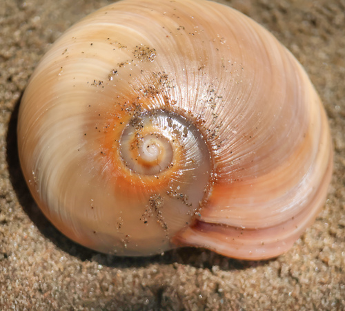 Hypterita helicoides observed 2026-06-05