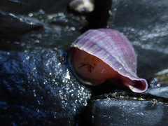 Nucella lima
