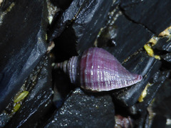 Nucella lima