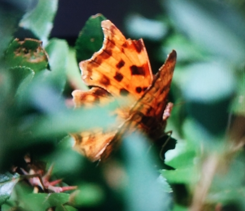 European Comma