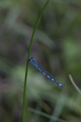 Coenagrion mercuriale