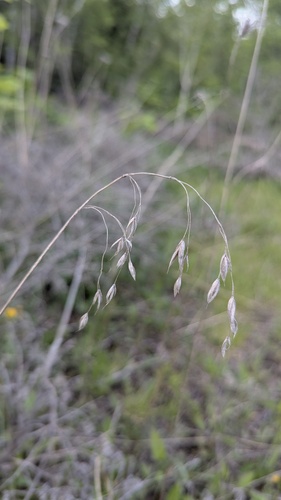 Bromus kalmii, photograph 6