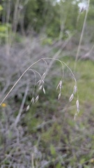 Bromus kalmii, photograph author not stated, no rights reserved
