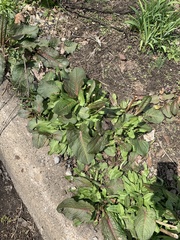 Rumex