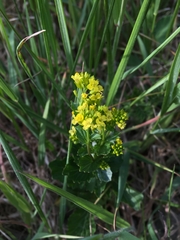 Barbarea vulgaris