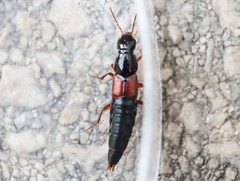 Raphirus