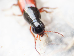 Raphirus
