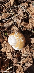 Helix thessalica