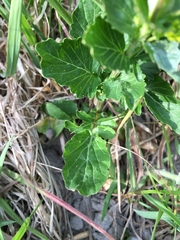 Barbarea vulgaris