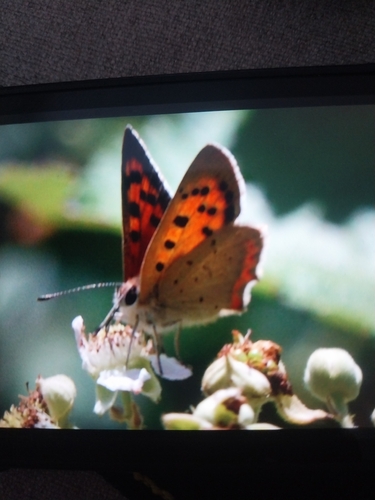 Small Copper