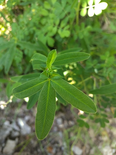 Red Trefoil