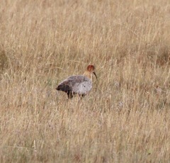 Theristicus branickii