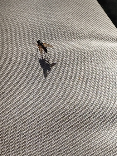 Mintho rufiventris
