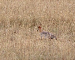 Theristicus branickii