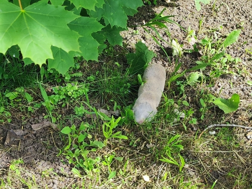 Greater Mole Rat