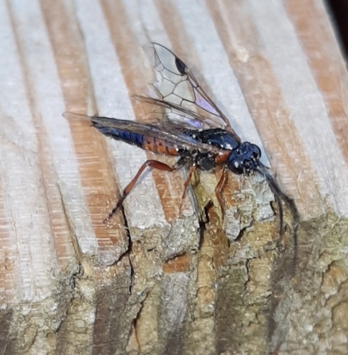 Torpedo Sawfly