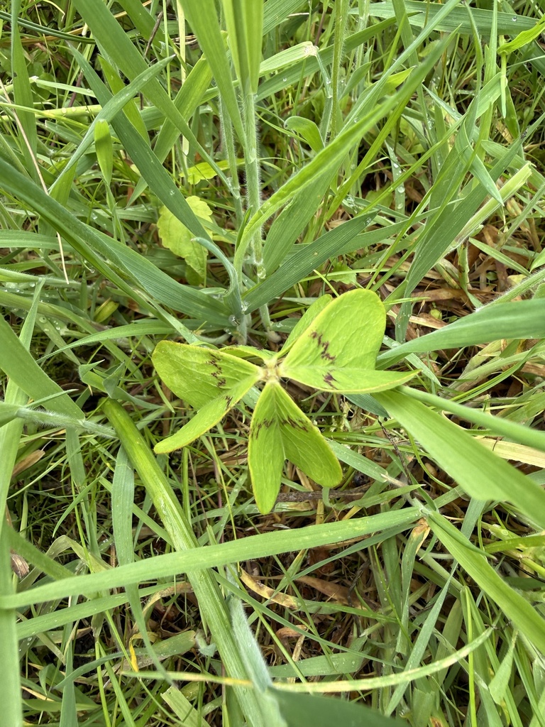 Hoa chua me Mỹ – Oxalis tetraphylla