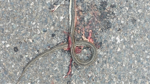 grass snake