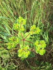 Euphorbia helioscopia