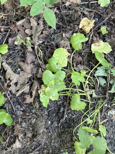 Наблюдение на iNaturalist
