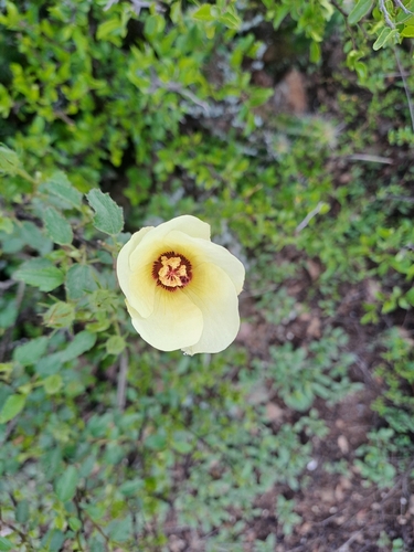 Hibiscus coulteri