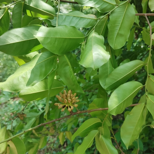 Uvaria chamae