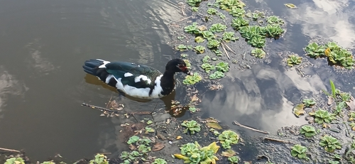 Domestic Muscovy Duck