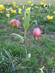 Fritillaria uva-vulpis