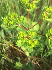 Euphorbia helioscopia