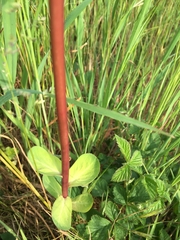 Euphorbia helioscopia
