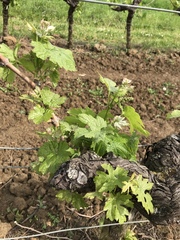 Vitis vinifera vinifera