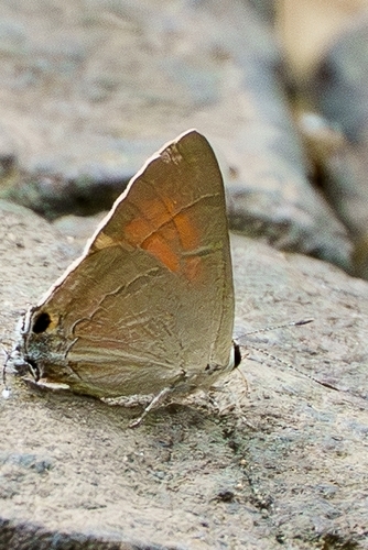 Common Red Flash