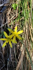 Gagea lutea