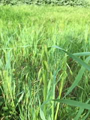 Avena